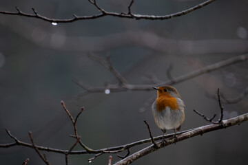 robin on a branch in rainy winter day