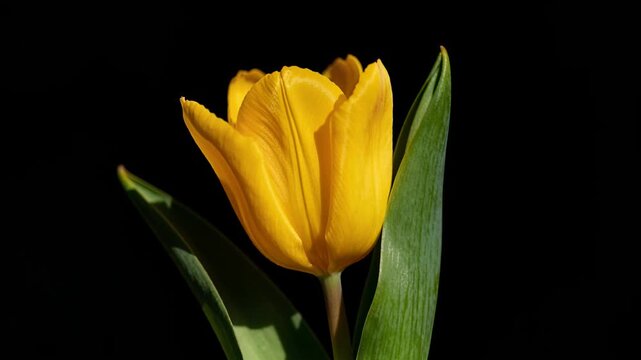 Time lapse,  growing blossom, vibrant yellow tulip in full bloom stands against black backdrop, showcasing its fresh green leaves and rich colors, evoking serenity, nature, and elegance, floral beauty