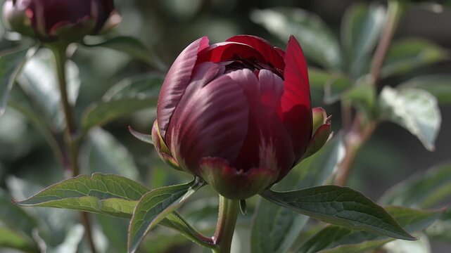 Time lapse,  growing blossom, dark purple peony bud in full bloom is showcased against blurred green background, emphasizing its glossy petals and vibrant leaves, suggesting tranquil and elegant flora