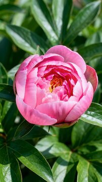 Time lapse,  growing blossom, single, vibrant pink peony flower in full bloom is displayed against lush green leaves, radiating delicate beauty, nature, growth, serenity, floral art., springtime festi