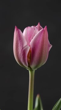 Time lapse,  growing blossom, single pink tulip bud in full bloom, softly lit against dark backdrop, showcasing its delicate petals and green stamens, evoking tranquility and natural beauty, floral ph
