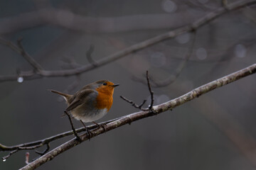 robin on a branch in rainy winter day