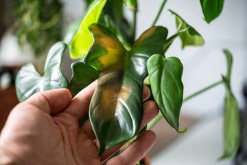 Person touches philodendron leaf with brown spot caused by sunburn or exposure to direct sunlight. Improper care and maintenance of plant indoor, unsuitable place for houseplant in apartment. © DimaBerlin