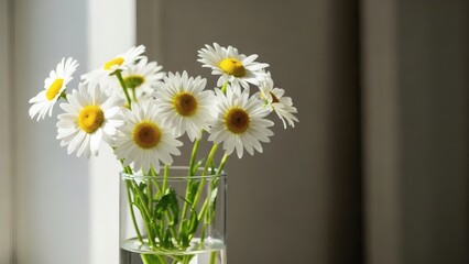 Beautiful white daisies in a clear glass vase on a table by the window for National Daisy Day
