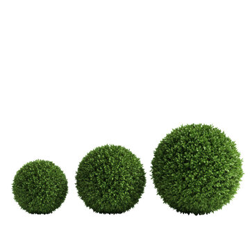 three perfectly sculpted emerald boxwood topiaries (small, medium, large) with ultra-sharp detail and high-gloss texture, against a transparent background, minimalist design concept