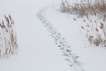 Life-threatening walking on the ice of a reservoir in winter. Footprints in the snow on the ice of a reservoir