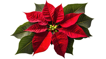 Christmas poinsettia plant. Red floral bloom. Holiday flower.