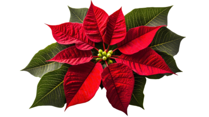 Christmas poinsettia plant. Red floral bloom. Holiday flower.