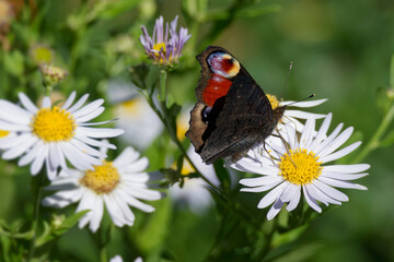 European peacock butterfly (Aglais io) sitting on a daisy in Zurich, Switzerland