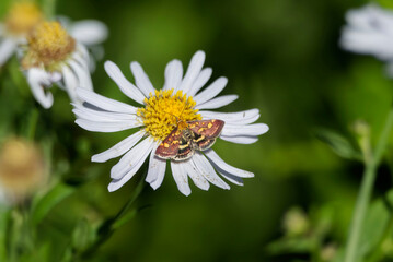 Common Purple and Gold (Pyrausta purpuralis) moth sitting on a white daisy in Zurich, Switzerland © Janine