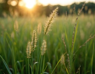 Close up of wheat grass seed heads in warm golden hour sun. Soft focus green field and stalks backlight by sunset light. Nature beauty background.
