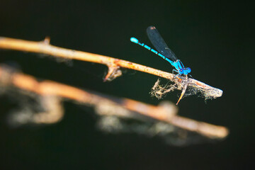 Blue Dragonfly on Sunlit Branch Macro Insect Close Up Nature Wildlife