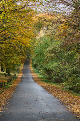 Peaceful countryside road through colorful autumn forest