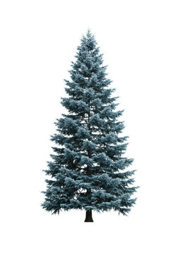 Majestic tall blue spruce (picea pungens 'glauca') with steel-blue foliage, perfectly symmetrical and isolated against a stark white background. Concept of idealized nature and ecology.