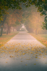 Foggy autumn park path with fallen yellow leaves