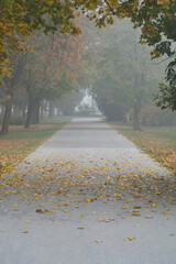 Foggy pathway through an autumn park with falling leaves