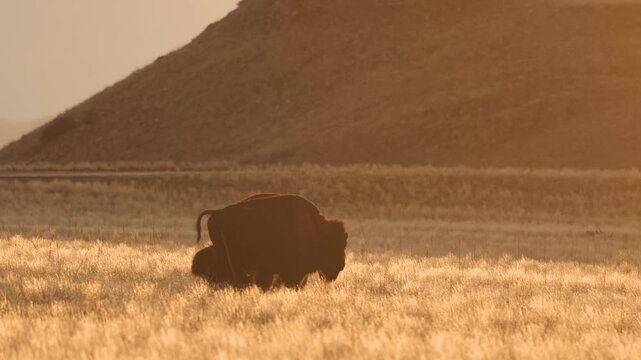 Two American Bison pass each other as they stroll around an open field full of winter browned grass lit by the amber light of the setting sun on Antelope Island Utah USA on a cool November evening.