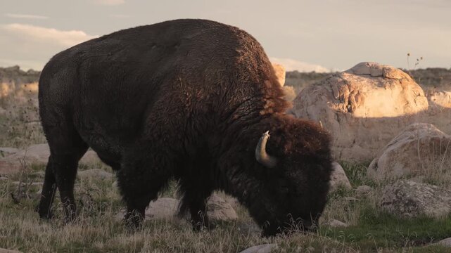 An American Bison bull grazes on new green grass growing between white boulders on Antelope Island Utah USA as the evening sun warms his back. He looks up and watches the camera for a few seconds then