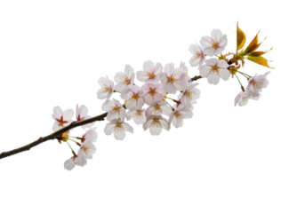 Ultra-sharp macro of a graceful sakura branch with pale pink cherry blossoms and dew drops, isolated on transparent background with copy space, concept of ephemeral spring beauty and tranquility