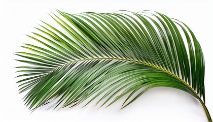Obraz premium Tropical Palm Leaf Isolated On White Background
