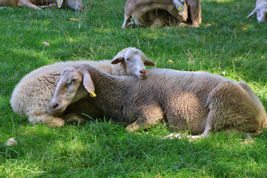 Two sheep sleeping on each other, peaceful resting livestock in rural countryside setting, gentle farm animals in calm pastoral scene
