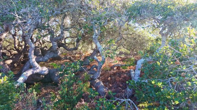 Ancient pygmy oaks with gnarled branches create a unique canopy over the boardwalk at the El Moro Elfin Forest in Los Osos