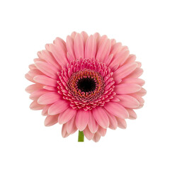 Vibrant pink gerbera daisy on sleek white background