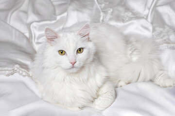 A white fluffy cat on a white silk cover with space for text. Where there is a cat, there is comfort.