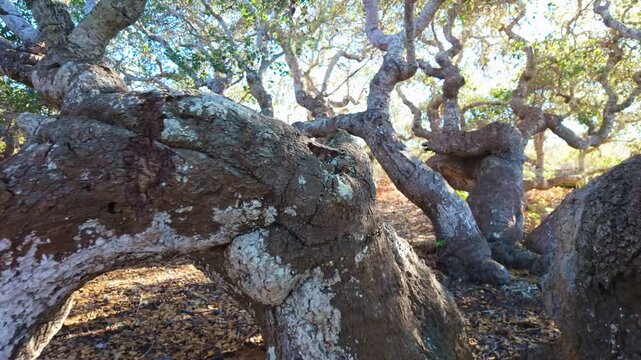 Ancient pygmy oaks with gnarled branches create a unique canopy over the boardwalk at the El Moro Elfin Forest in Los Osos