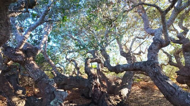 Ancient pygmy oaks with gnarled branches create a unique canopy over the boardwalk at the El Moro Elfin Forest in Los Osos