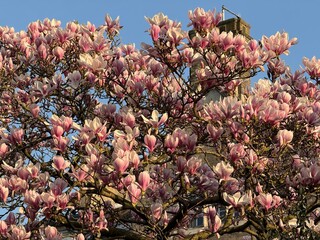 Pink magnolia tree in full bloom against a clear blue sky in front of a traditional brick house in Notting Hill. London, England, United Kingdom. © Iuliia