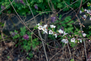 A thin branch of Prunus tomentosa covered with flowers in spring. Blurred background. Close-up