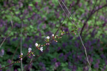 Thin branch of Prunus tomentosa covered with flowers in spring. Blurred background. Close-up