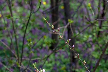 A thin branch of a Prunus tomentosa covered with flowers in spring. Blurred background. Close-up
