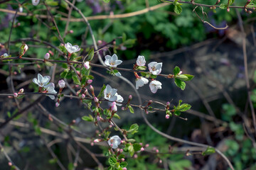 A thin branch of Prunus tomentosa covered with flowers in the spring. Blurred background. Close-up