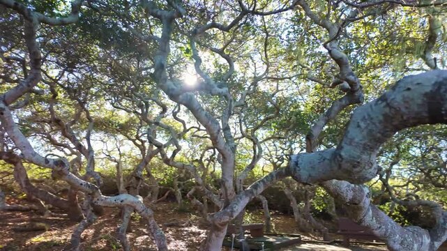 Ancient pygmy oaks with gnarled branches create a unique canopy over the boardwalk at the El Moro Elfin Forest in Los Osos