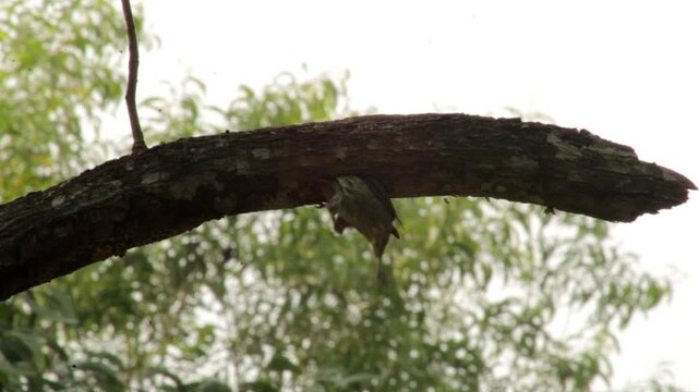 Brown-headed Barbet, Psilopogon zeylanicus, Large Green Barbet on Tree Trunk and Near Tree Cavity, Indian Wildlife Bird in Natural Woodland Habitat