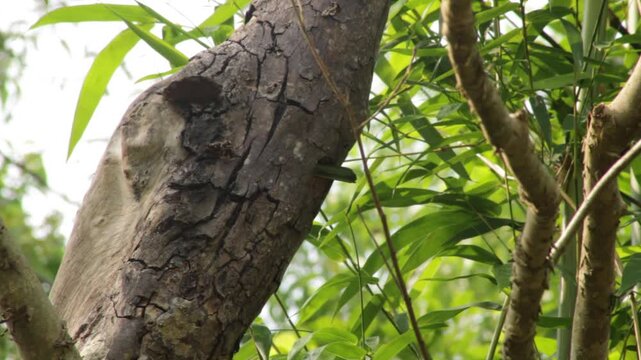 Brown-headed Barbet, Psilopogon zeylanicus, Large Green Barbet on Tree Trunk and Near Tree Cavity, Indian Wildlife Bird in Natural Woodland Habitat