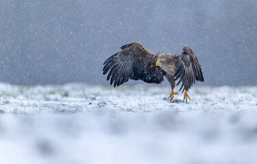 White tailed eagle ( Haliaeetus albicilla)