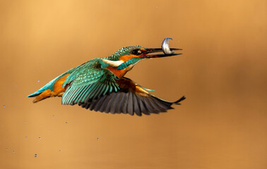 European Kingfisher ( Alcedo atthis ) close up