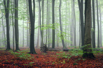 Misty morning in the green forest