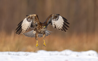 Common buzzard bird ( Buteo buteo )
