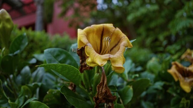 Solandra maxima flower blooming outdoors with vibrant yellow petals and lush green leaves against a blurred background in spain, showcasing natural beauty and botanical elegance.