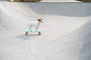 A Jack Russell Terrier rides a penny board at a skate park.