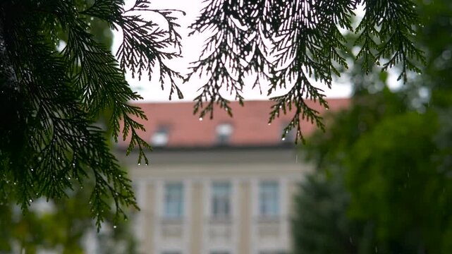 Raindrops falling on cedar branches with mansion in background. Gentle rain falling on evergreen cedar branches, creating a serene and melancholic atmosphere