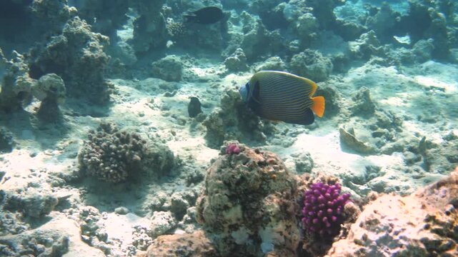 Emperor angelfish among bleached coral reef