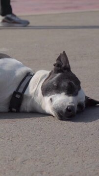 Vertical Video, Wide Shot of Indian Pariah Dog Sleeping on Road