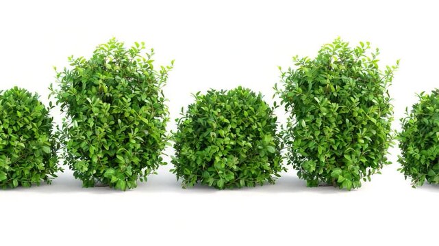 Video A row of green bushes on a white surface, ideal for use in interior design or packaging s