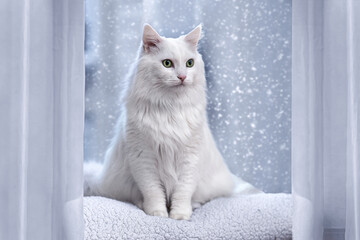 White fluffy cat sitting by the window during snowfall