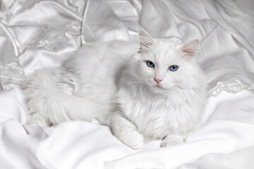 A white fluffy cat on a white silk cover with space for text. Where there is a cat, there is comfort.